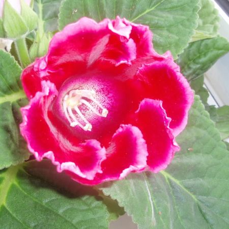 Gloxinia, incantatoare planta tropicala